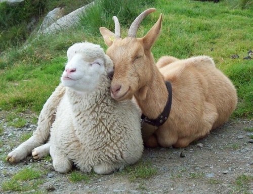 korpsfukker:  blackmagickopera:  Goats &amp; Sheep FTW  CUDDLES!