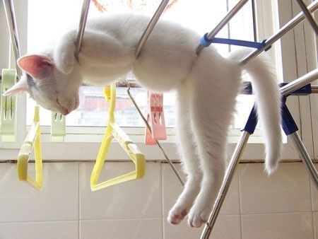 tumblr photo norafox 0