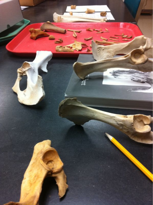 thejonbroskyhorizon:Welcome to Spring semester 2011Oh god I love me some bones.