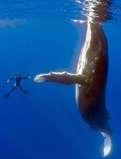 chuushite:  The Whale… If you read a recent front page story of the San Francisco Chronicle, you would have read about a female humpback whale who had become entangled in a spider web of crab traps and lines. She was weighted down by hundreds of pounds