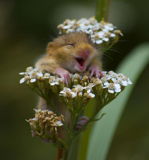 He’s just so fucking happy!