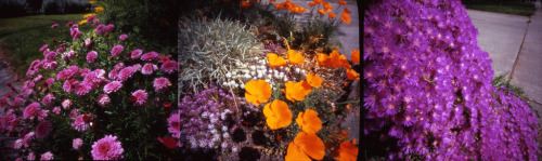 photophagous: pinhole flower triptych - a single piece of medium format Fuji Velvia from a pinhole c