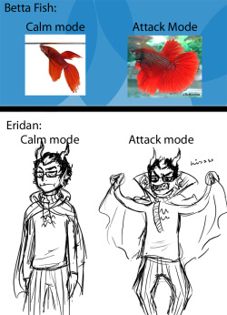 chikaart:  So I was watching my Betta fish instead of studying and thought ‘I bet Eridan just puffs out whenever he gets angry.’  THAT IS WHAT THE CAPE IS FOR.  HE MUST BE LARGER THAN HIS ENEMY. 