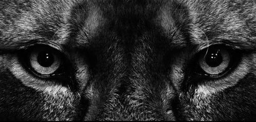 soul of an animal