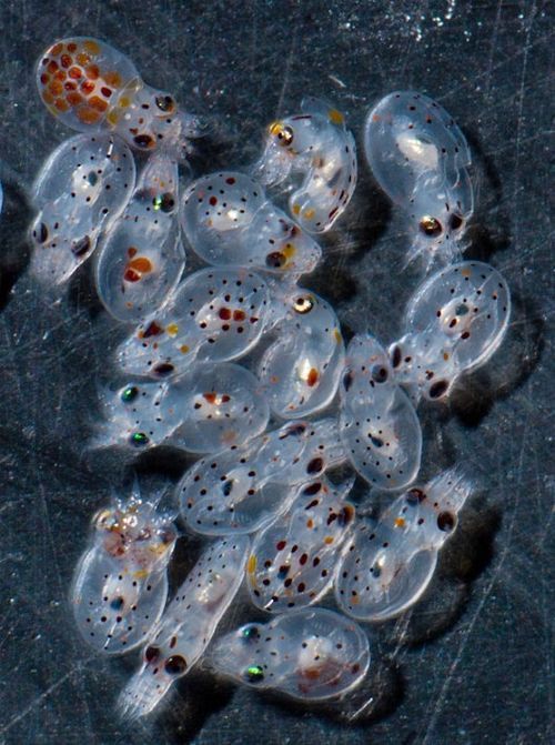 allcreatures:  Baby octopus vulgaris 