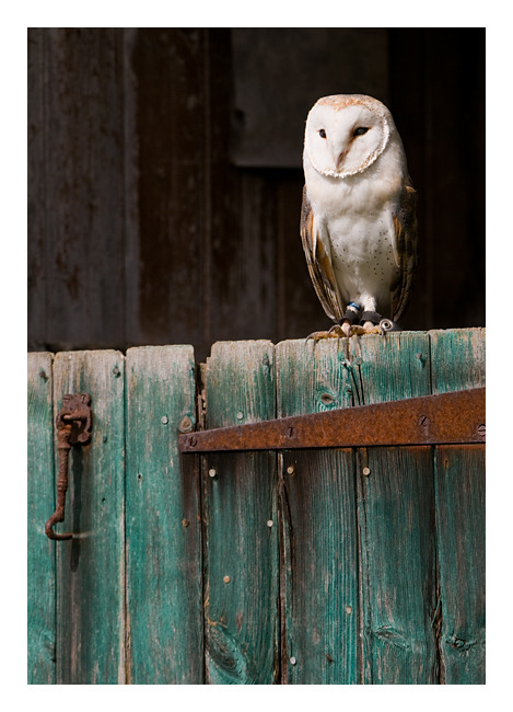 WiseOwls