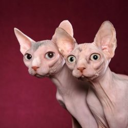 fuckyeahhairlesscats:  via pictures-of-cats.org  I love how one of them is pretty and the other is like HERP.