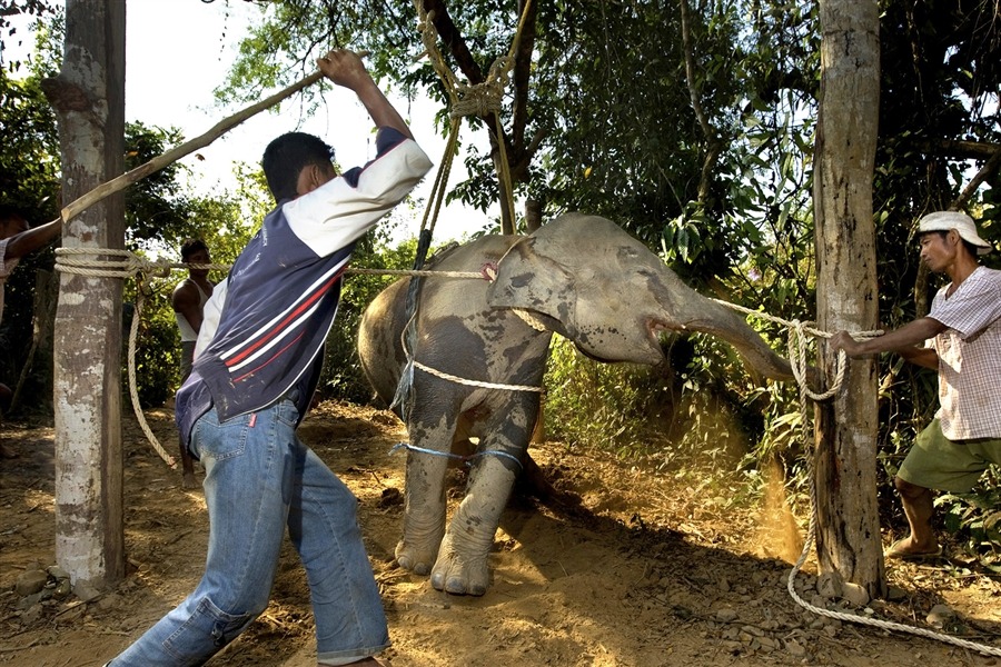 2105:
“ Photoblog - Baby elephant tortured into submission before illegal smuggling from Burma to Thailand
John Brecher:
“ I see almost 10,000 pictures a day, and many document some form of suffering. Some of that suffering is incidental as people...