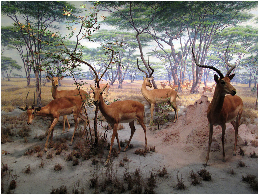 The Impala Group, African Hall, 1937 American Museum of Natural History. One of my favorites. I believe this background was painted by the amazing James Perry Wilson. Photo, urbanrenovators