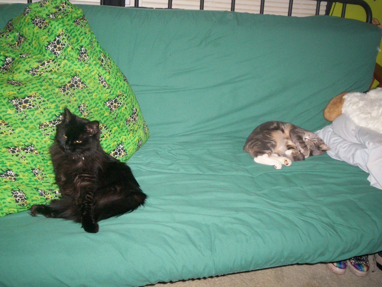 alcoholandirony:  Have some pictures of my kitties!   KITTIEEEEEEEES