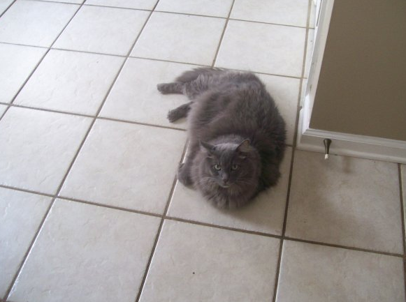 alcoholandirony:  Have some pictures of my kitties!   KITTIEEEEEEEES
