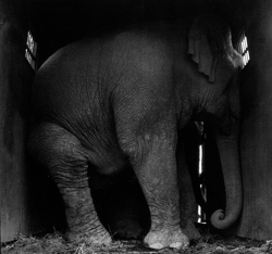  Jill Freedman. Circus Days 1971  Squeezed