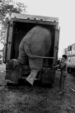 firsttimeuser:  Jill Freedman. Getting Out