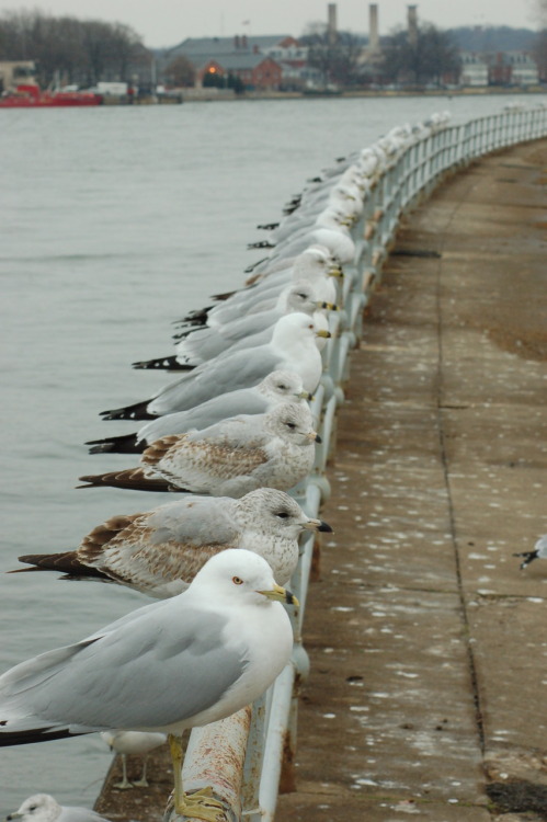 lllkml:Line ‘em up (via A. Drauglis Furnituremaker)