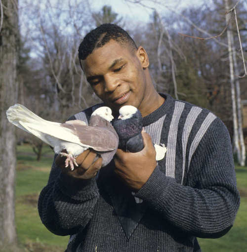 chitwoodandhobbs: Sports Illustrated has put together a gallery of Mike Tyson and pigeons. In all f