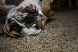 fuckyeahbulldog:  English Bulldogs (by Mark)