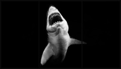 collectivves:  Untitled (Shark 6) by Robert Longo done in charcoal on mounted paper. 