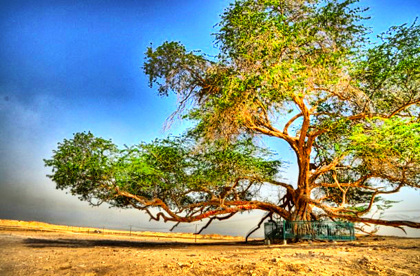 salazax:  Tree Of Life… The Tree of Life in Bahrain is one of the mysteries of