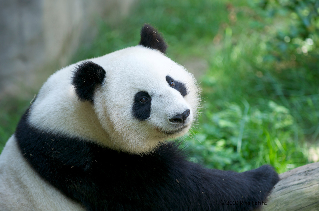 fuckyeahgiantpanda:  Su Lin at the San Diego Zoo on June 5, 2010. © Rita Petita.