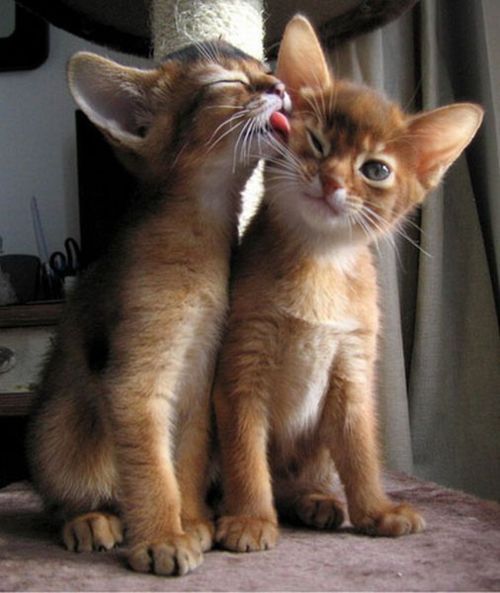 kittenskittenskittens:  26 LOL Animal Pics (3.5.11) | 