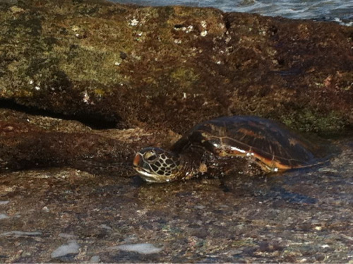 A sea turtle that was having it’s breakfast right on the shore…