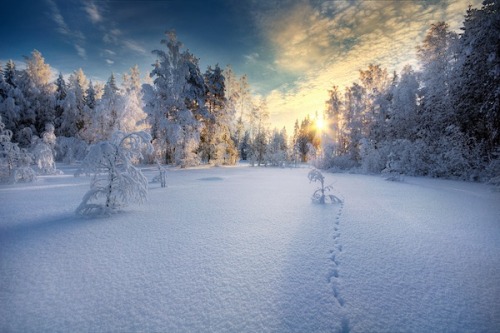 Mikko Lagerstedt