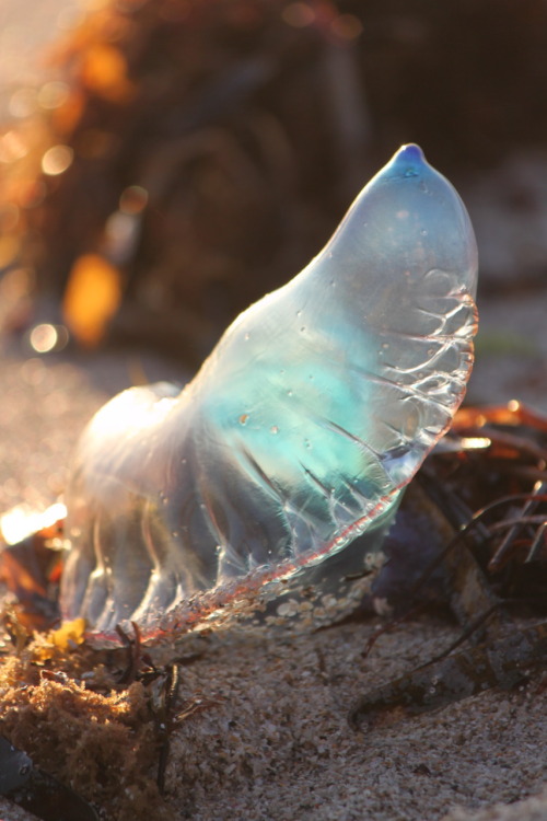 subhatheshutterbug:  Portuguese Man of War porn pictures