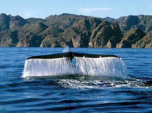 Blue whale | Loreto, Baja California Sur, Mexico© Ken Bondy