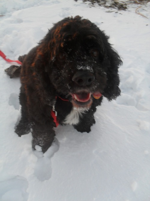 ohyeahadorablepuppies - My Beautiful Cocker Spaniel, Parker...