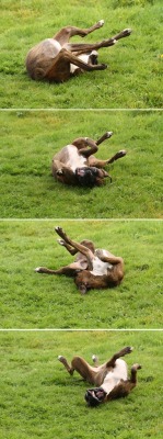 Bukowskiaurora:  Buk The Big Goof!  My Puppy Does This Already. She&Amp;Rsquo;S Two