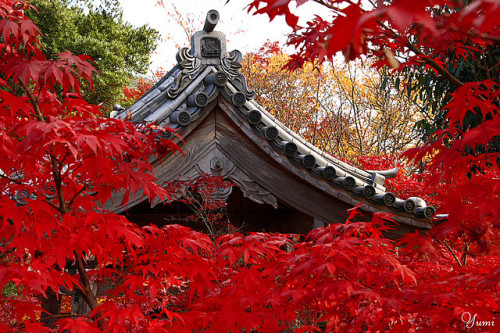 japan-mania:  red momiji frame (by * Yumi *) 