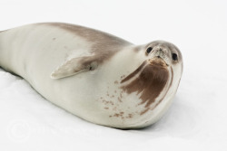 cruxes:  Ross Seal (Ommatophoca rossii) (by Elliott Neep) 