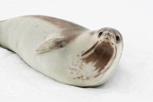 Porn Pics cruxes:  Ross Seal (Ommatophoca rossii) (by