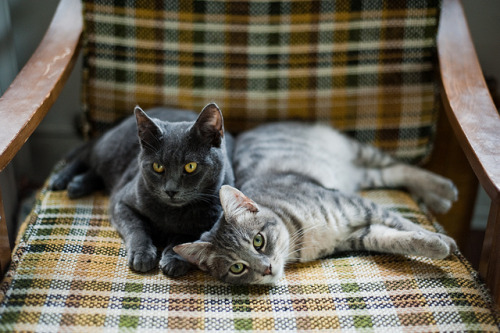 bavarde:Pepper&Billie-5869 (by Kyle Johnson)