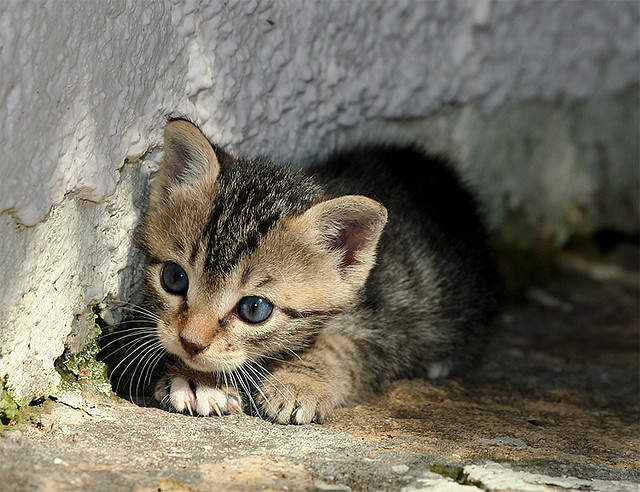 noneedforsecondopinions:  Lil’ Hunter (Feral / Stray kitten) (by Roeselien Raimond)