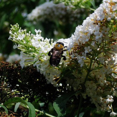 Carpenter bee (by Dendroica cerulea)