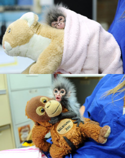 iiiilkmays:  Rejected monkey comforted by toys Baby spider monkey Estela is without maternal love and guidance after her mother rejected her when she was born on January 17. Keepers  at Melbourne Zoo are monitoring the tiny primate around the clock, 