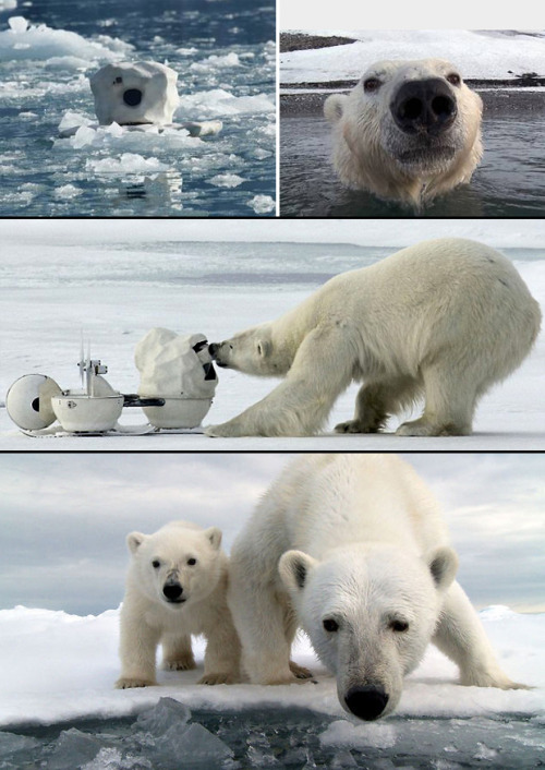photojojo:  Cameras cleverly disguised as lumps of snow were able to catch some rare and amazing photos and vid of these endangered polar bears. They almost went by unnoticed ‘til one Polar Bear destroyed 赨,000 worth of camera equipment (the whole