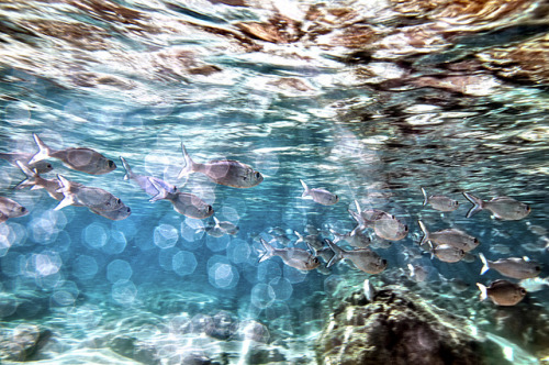 Swimming Along | Waimea, Haleiwa, Hawaii© Scott Barlow