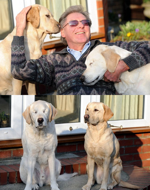 anasbananas:
“ jonwithabullet:
“ Dog aids dog
“After six years of loyal service, Graham Waspe was devastated when his guide dog Edward was left blind after developing cataracts. But his devastation turned to joy when his replacement Opal turned out...