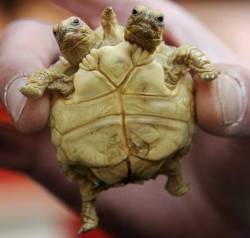thedailywhat:  How About That of the Day: A two-headed, five-legged tortoise was born recently in Zilina, Slovakia. Both of its brains work independently, which has been a bit of a bother for the poor little guy/s. “The second head sometimes doesn’t