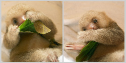 sloth-babies:  Snack time. 