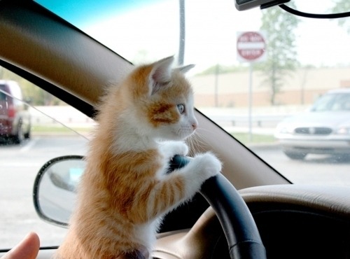 what are you doing driving that car kitty? you dont even have a license!