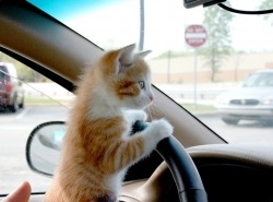 What Are You Doing Driving That Car Kitty? You Dont Even Have A License!