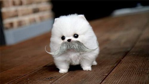 ignoring-the-world-since-1994:  this is so fucking cuteee  Yes!!!