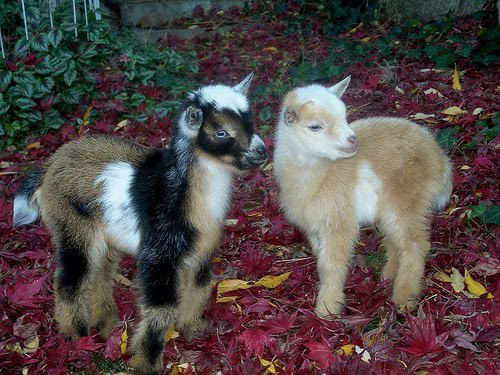 tergolupi:  CUTEST GOATS EVER 