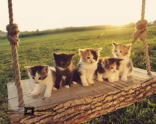 kittiesntitties.tumblr.com/post/3809097072/