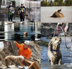 padackllins:drugsdestroylove:   ANIMALS DESERVE THE SAME ATTEMPT IN RESCUING AS ANY HUMAN BEING AFTER ANY NATURAL DISASTER. Immediately after a natural disaster strikes, very little effort is undertaken to save pets that are trapped in locked houses and