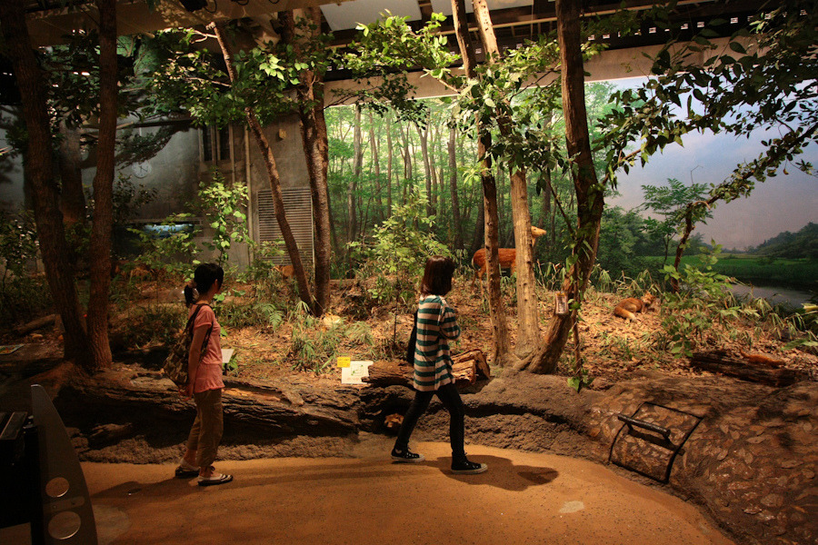 For Japan! A beautiful immersive diorama at The National Museum of Nature & Science, Tokyo. Photo, Andrej Godjevac