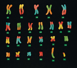 geneticist:  Chromosomes by Kevin Van Aelst 